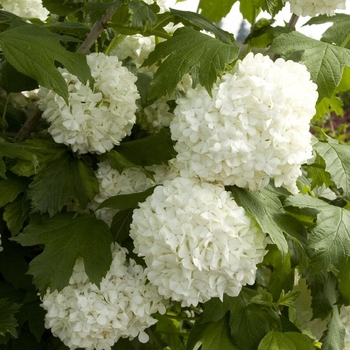 Eastern Snowball - Viburnum opulus 'Sterile'