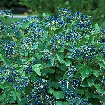 Viburnum dentatum - Blue Muffin® Arrowwood Viburnum