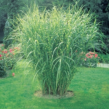 Miscanthus Sinesis Zebrinus - Maiden Grass - Zebra