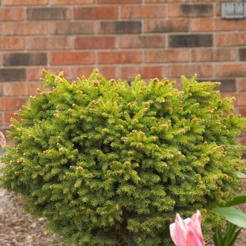 Picea abies 'Little Gem' - Little Gem Norway Spruce