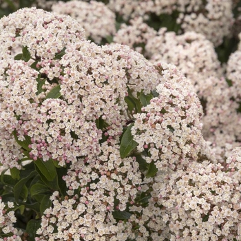 Viburnum tinus - Spring Bouquet Viburnum