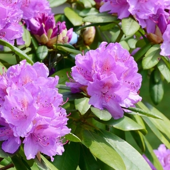 Multiple Varieties - Rhododendron