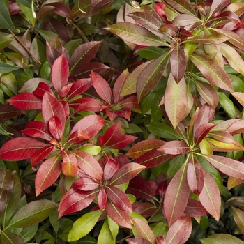 Pieris japonica 'Katsura' - Pieris 'Katsura'