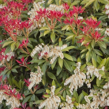 Pieris japonica 'Mountain Fire' - Mountain Fire Pieris