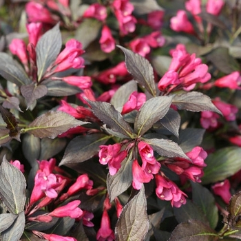 Weigela - Weigela 'Spilled Wine'