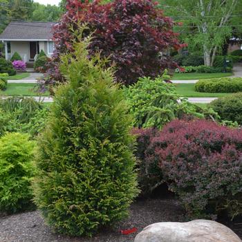 Thuja - 'Junior Giant' Arborvitae