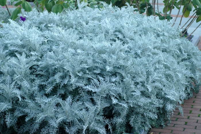 Dusty Miller - Centaurea cineraria 'Colchester White' from How Sweet It Is