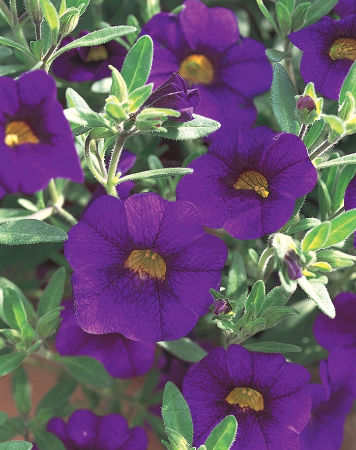 Superbells® Blue - Calibrachoa hybrid from How Sweet It Is