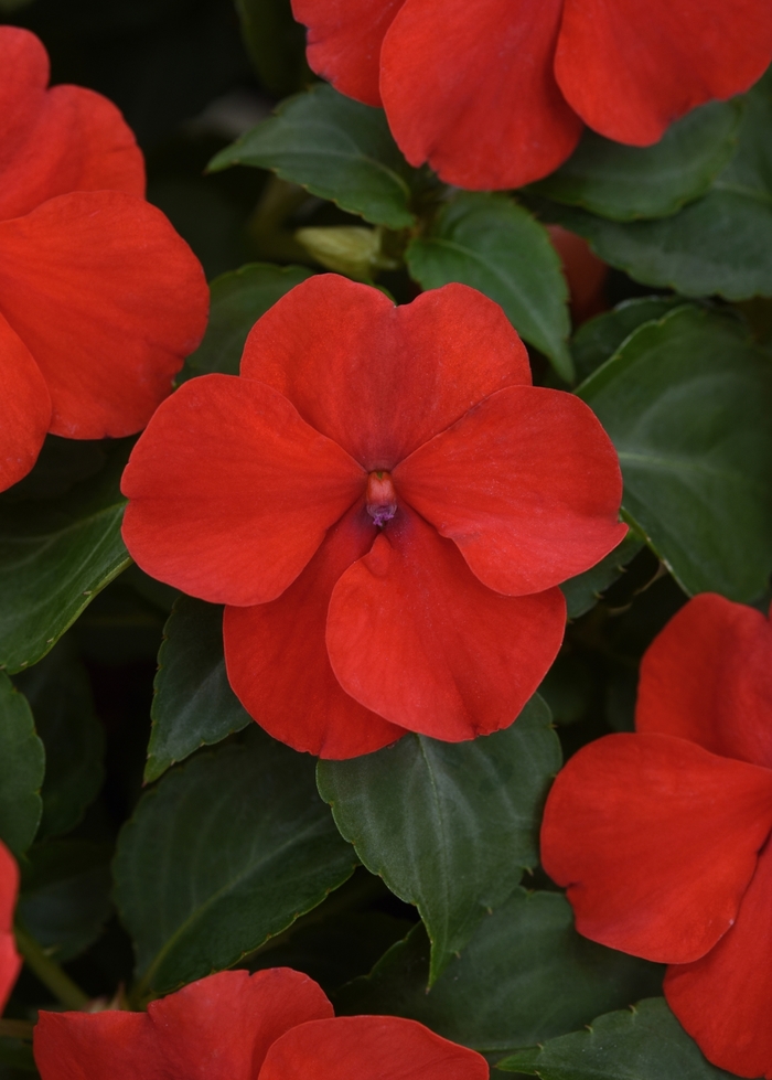 Impatiens Beacon™ - Impatiens walleriana 'Beacon Bright Red' from How Sweet It Is