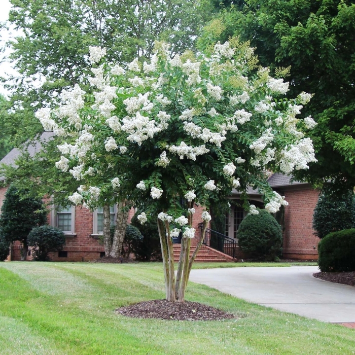 Crape Myrtle - Lagerstroemia 'Natchez' from How Sweet It Is