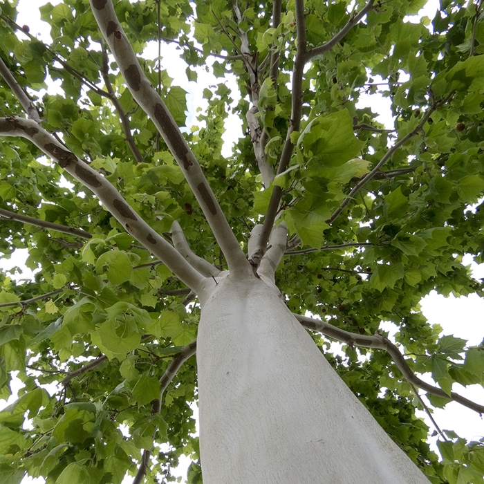 Sycamore - Platanus occidentalis 'Silverwood' from How Sweet It Is